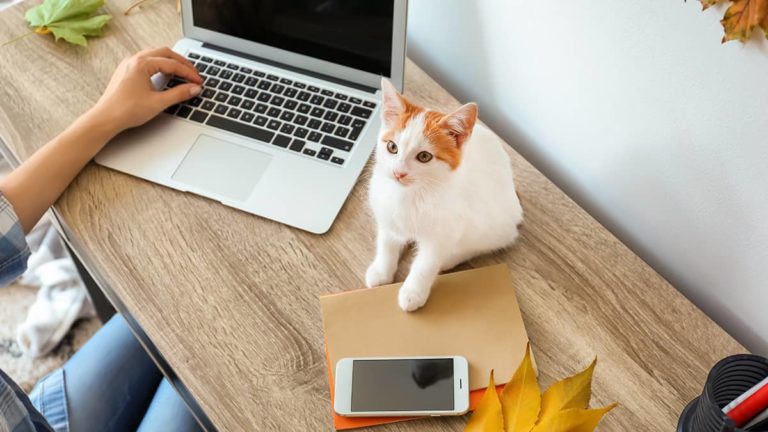 在膝上型计算机旁边的橙色和白色猫