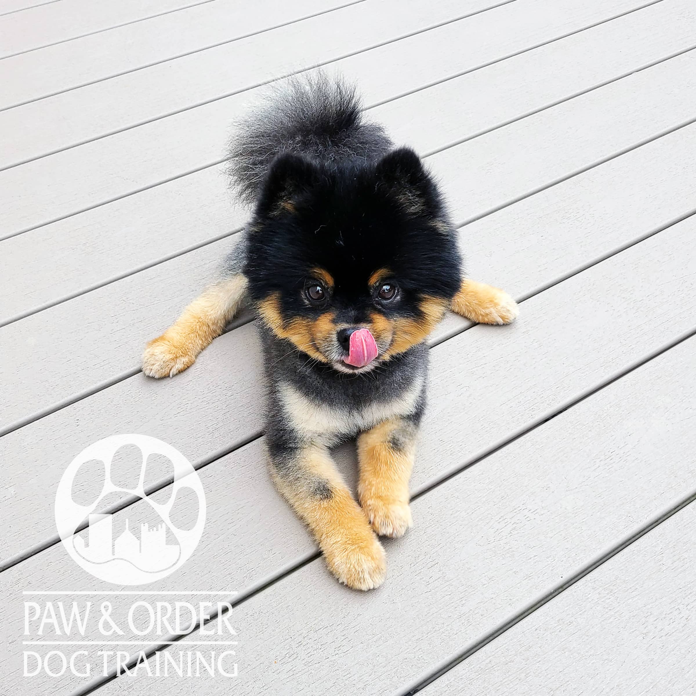small black and brown Pomeranian licking his lips